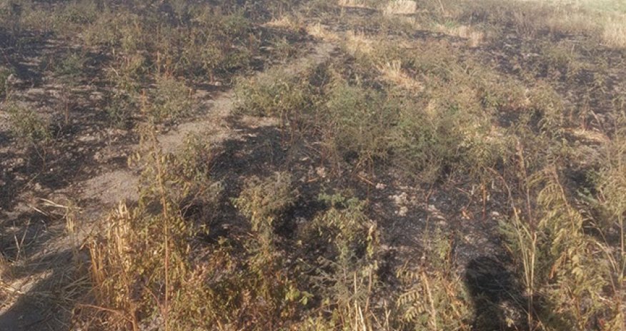 Ağsuda yanğına səbəb olan şəxs məsuliyyətə cəlb edilib