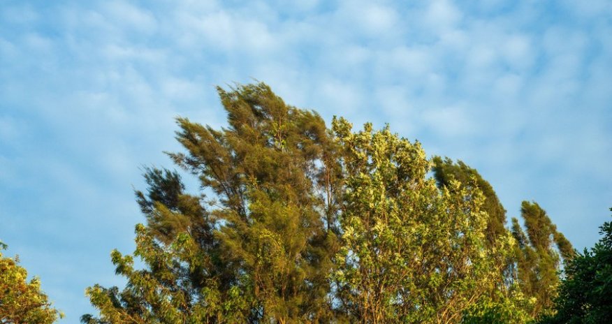 Küləkli hava ilə bağlı sarı xəbərdarlıq edilib