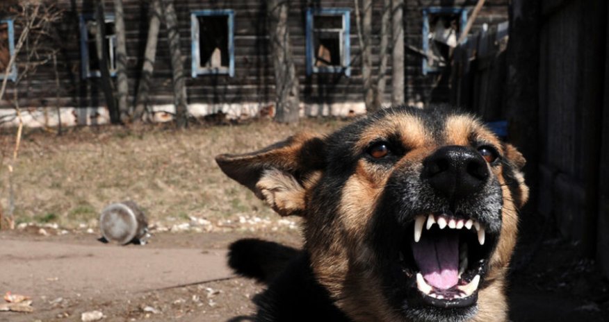 Masazırda 2 yaşlı uşağı it dişləyib