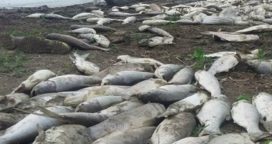 Mahmudçala Ovçuluq Təsərrüfatında balıqlar tələf olub