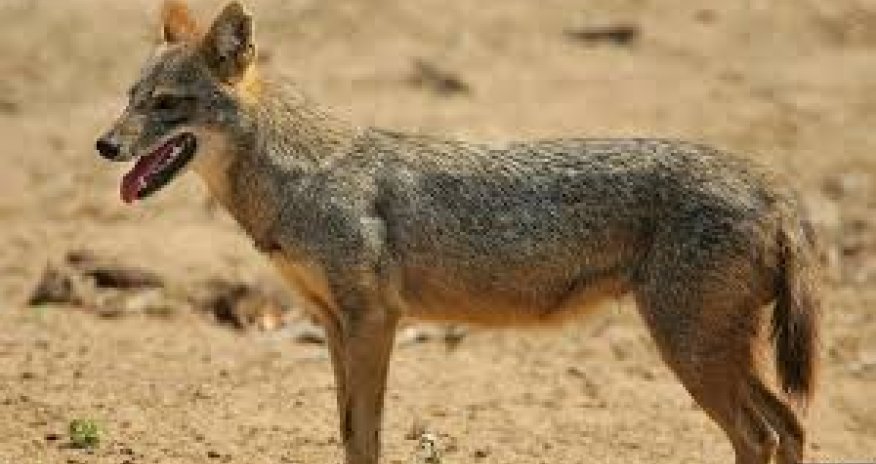 Son yeddi ayda 40-a yaxın insanı çaqqal dişləyib