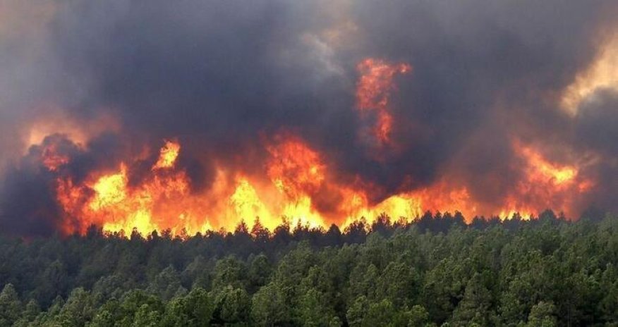 В четырех провинциях Турции начались лесные пожары