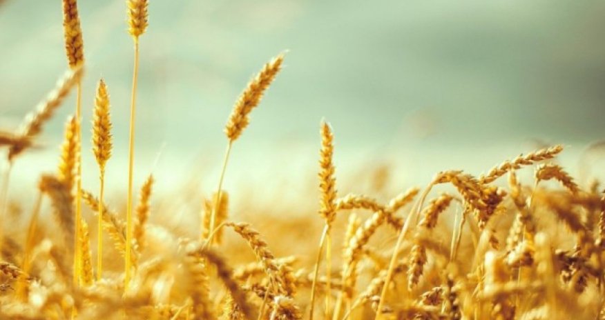 Azərbaycanda dənli və dənli paxlalı bitkilərin kütləvi biçini başa çatır