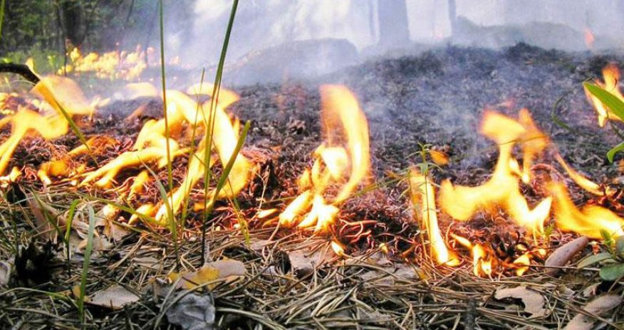 Qazaxda meşəlik ərazidə yanğın başlayıb