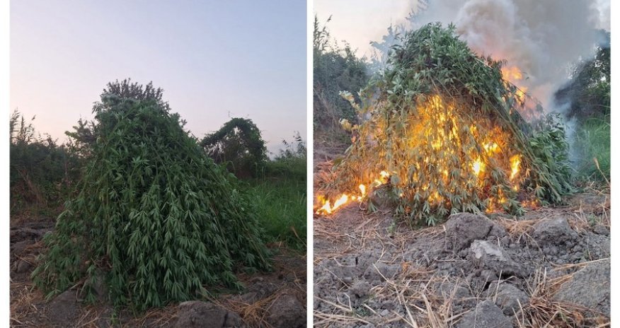 Sabirabadda 2 tondan çox çətənə bitkisi məhv edilib