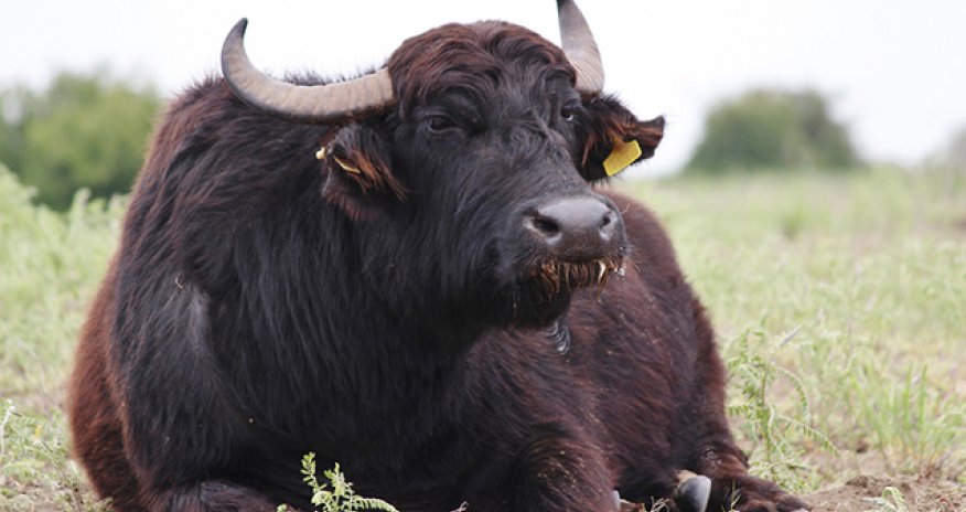 Balakəndə camış sahibini vuraraq öldürüb