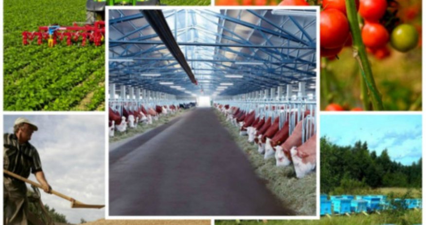 Dörd ildə 2,2 milyard manat kənd təsərrüfatı məhsulları istehsalçılarına subsidiya ödənilib