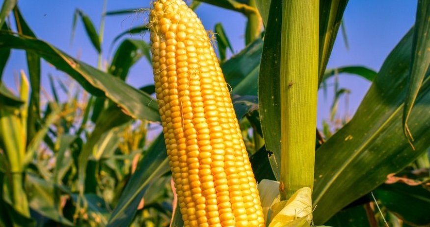 Azərbaycana qarğıdalı idxalı azalıb