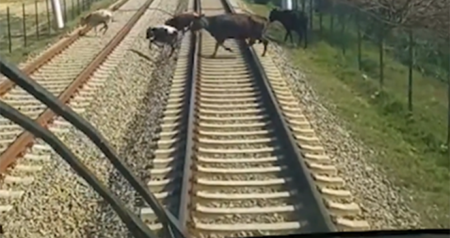 7 ayda qatarlar təsərrüfat heyvanları ilə 27 dəfə toqquşub-ADY