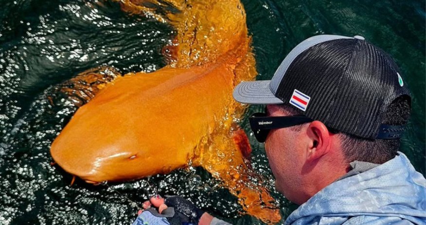 Karib dənizində parlaq narıncı rəngdə köpəkbalığı aşkarlanıb