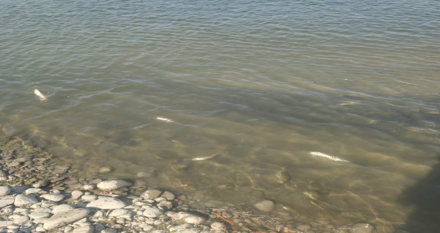 Kürdə balıqların məhv olması ilə bağlı araşdırma aparılır