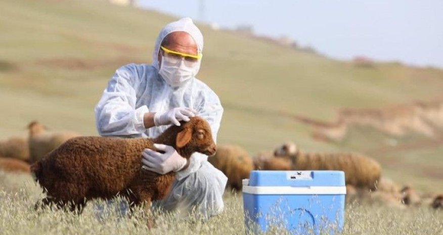 Naxçıvanda heyvan xəstəliklərindən azad zonalar yaradılacaq