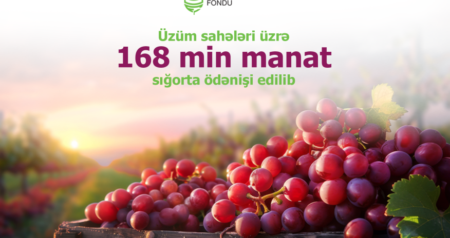 Fermerlərə üzüm sahələrinə görə 168 min manatdan çox sığorta ödənişi edilib