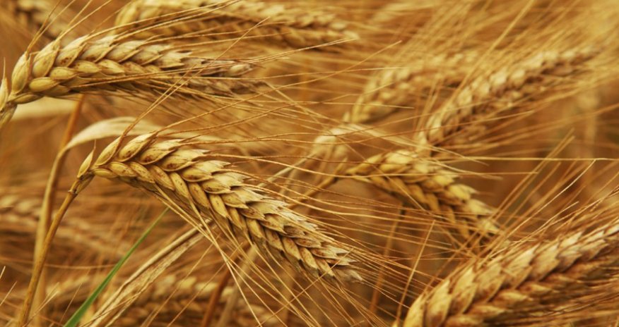 Azərbaycana buğda idxalı artıb