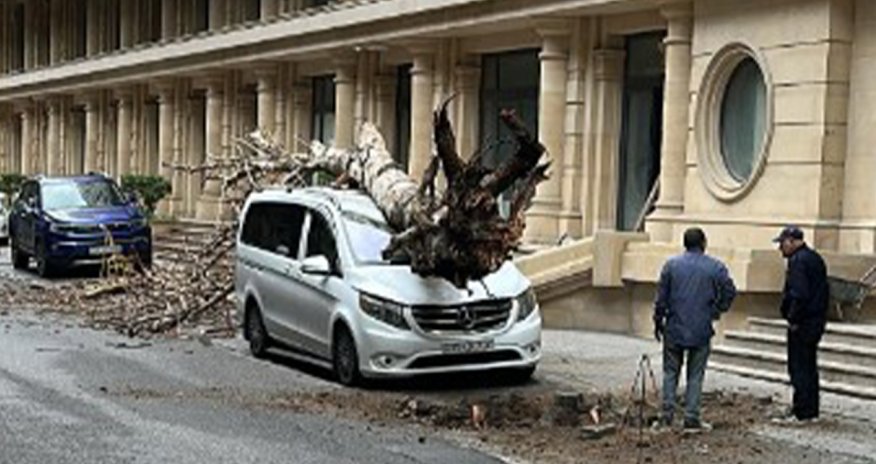 Bakının mərkəzində ağac maşının üzərinə aşıb