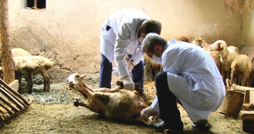Qarabağda FMB azad zonalarının yaradılması üçün peyvəndləmə işləri başlanılıb