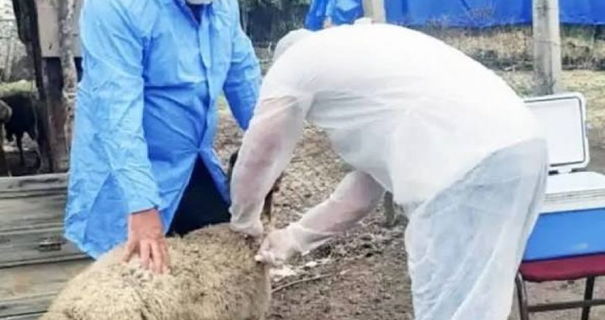 Ət, heyvan və quş cəmdəklərinin ekspertiza aktı əsasında baytarlıq damğası ilə nişanlanması məcburi olacaq