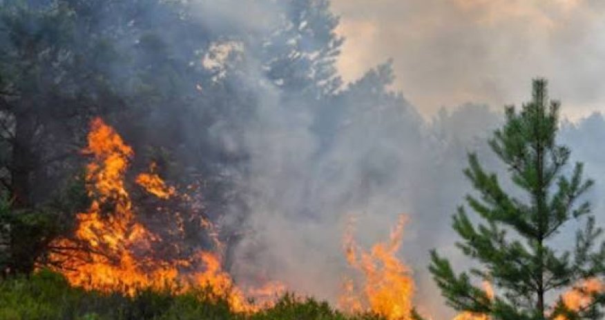 Türkiyədə daha bir bölgədə meşə yanğını başlayıb