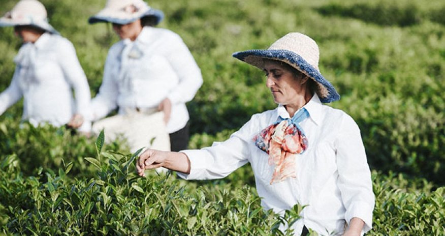 Azərbaycanın çay idxalı azalıb