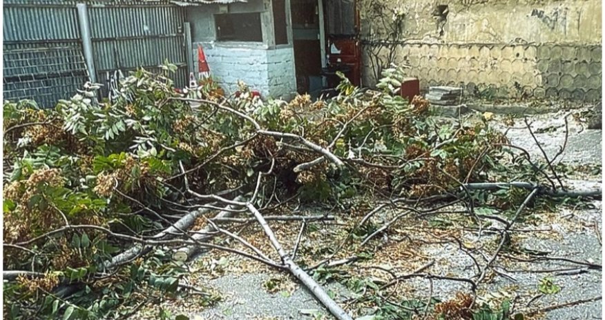 Bakıda ağacların kəsilməsi faktı üzrə 4 nəfər saxlanılıb