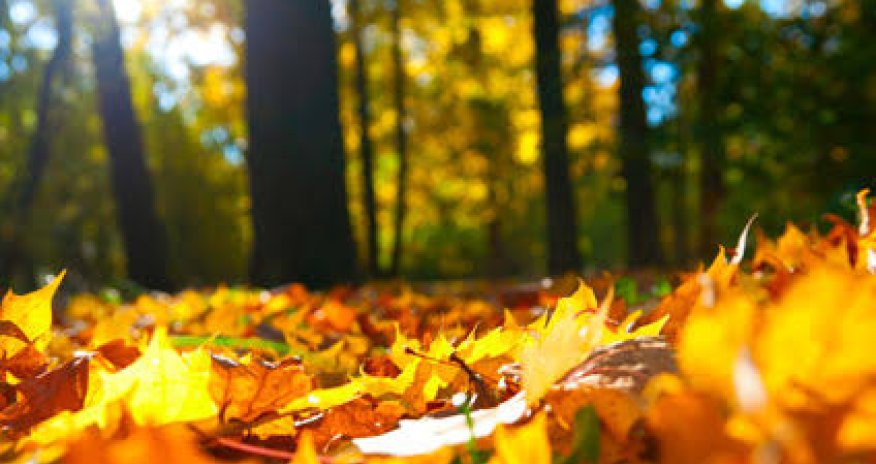 Sabahın hava proqnozu