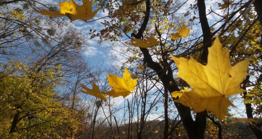 Küləkli hava şəraiti ilə bağlı sarı XƏBƏRDARLIQ