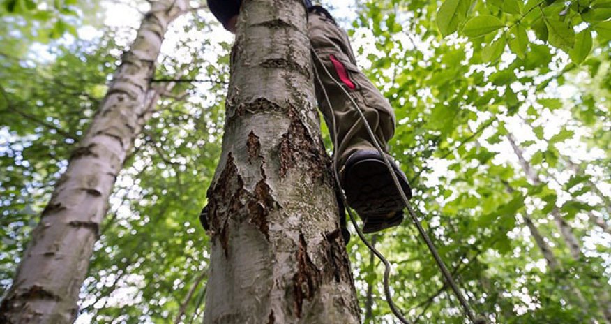 Zaqatalada 44 yaşlı kişi ağacdan yıxılaraq ölüb