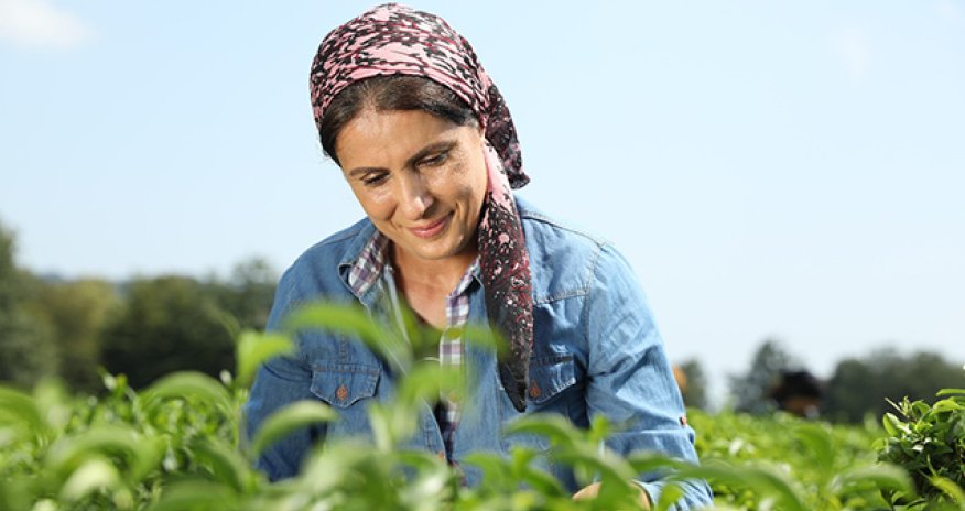 Azərbaycanın çay ixracı 2025-ci ilin ilk 8 ayında artıb