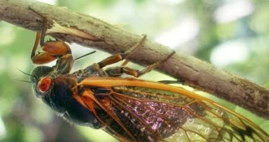 
AQTA: Qəhvəyi mərmər bağacığının qışlama yerlərini məhdudlaşdırmaq üçün təmizləmə işləri aparılmalıdır