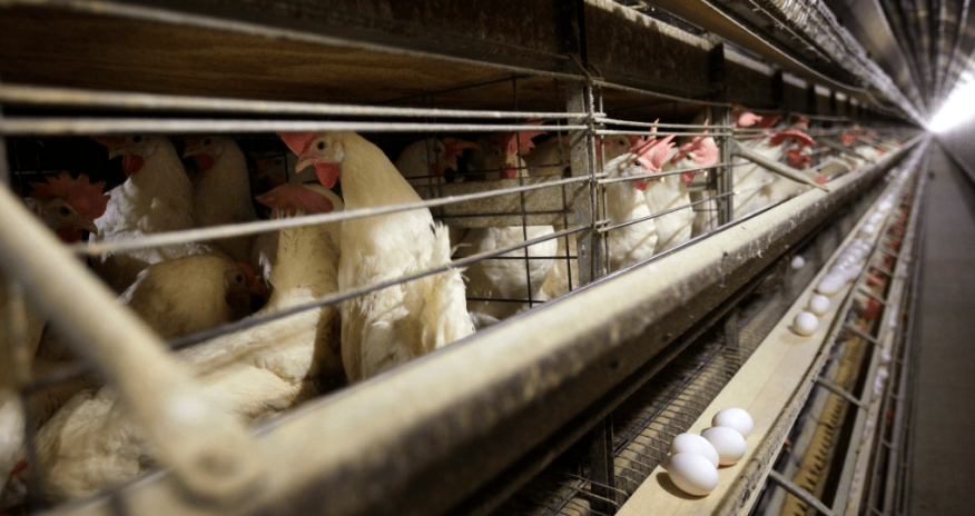 Quş qripi ilə bağlı Azərbaycana bir sıra ölkələrdən malların idxalına məhdudiyyət qoyulub