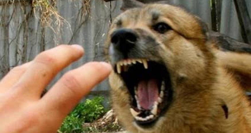 Şəkidə sahibsiz it sürüsü evə hücum edib