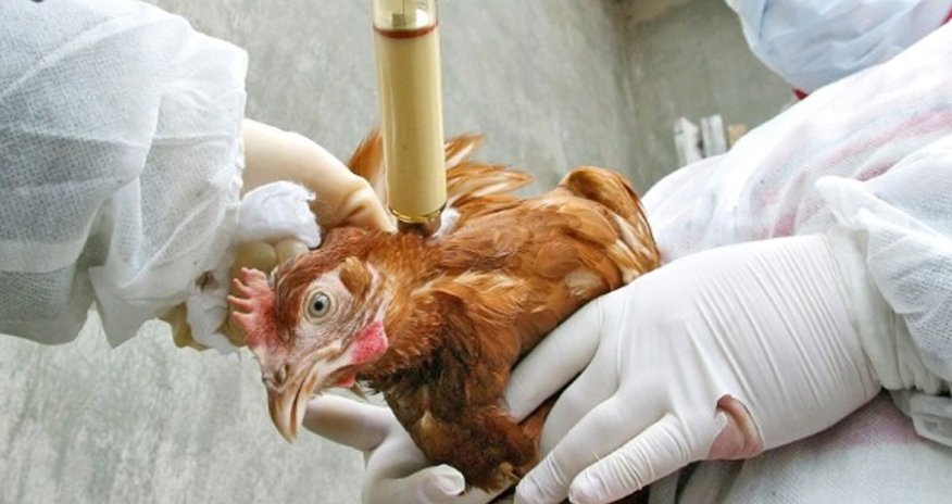 Astarada heyvanlar arasında dabaq xəstəliyi yayılıb