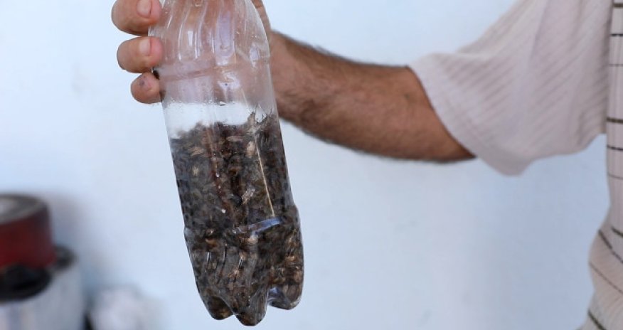 AQTA qəhvəyi mərmər bağacığı ilə mübarizə çərçivəsində əhaliyə müraciət edib