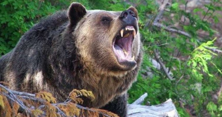 В Губе мужчина пострадал в результате нападения медведя
