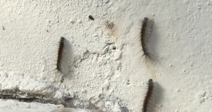 Bakının Xətai rayonunda yaşayış binalarını kütləvi şəkildə qurd basıb - Video