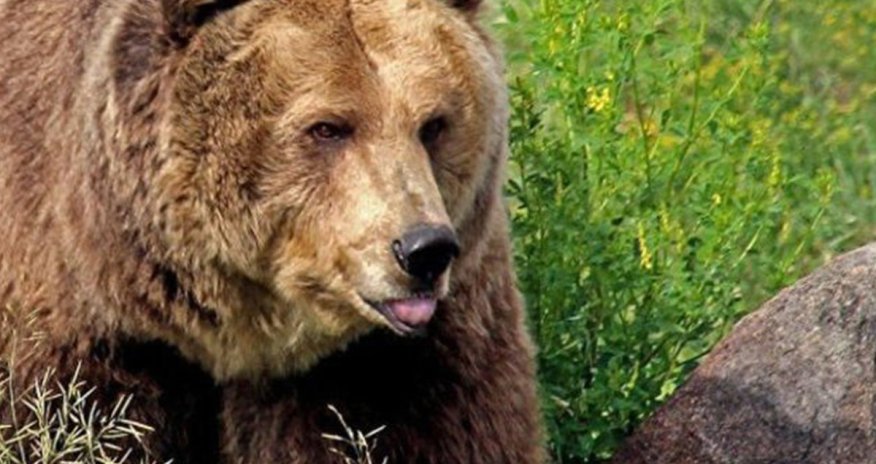 Naxçıvanda ayı insanlara hücum edib, xəsarət alan var