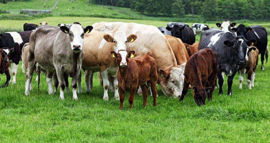 Bu tarixdən ölkə üzrə heyvan bazarları müvəqqəti bağlanacaq