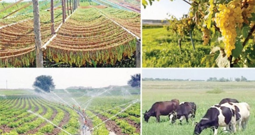 Azərbaycanda dənli və dənli paxlalı bitkilərin istehsalı 3,5 milyon tona çatacaq