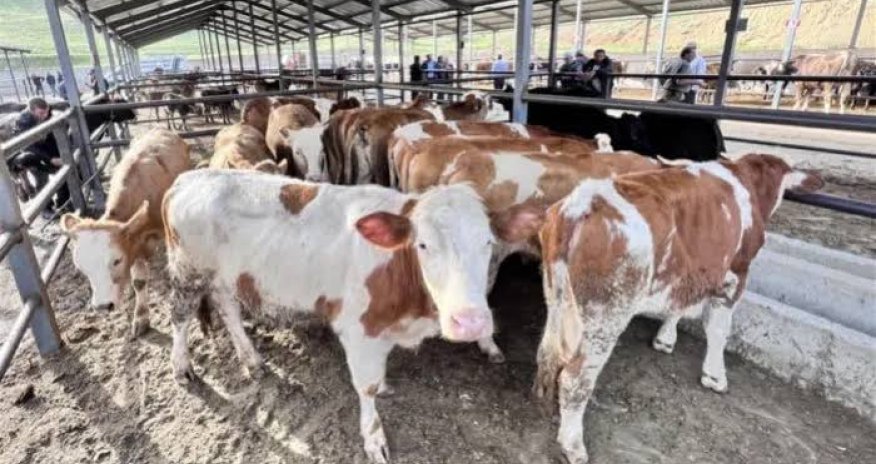 Bu gündən heyvan bazarları müvəqqəti bağlanır