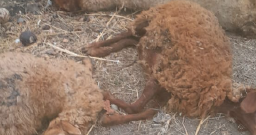 Kürdəmirdə mikroavtobus heyvan sürüsünə çırpılıb, 10 baş qoyun tələf olub