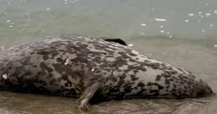 Xəzər sahilində ölü suitilər aşkar edilib