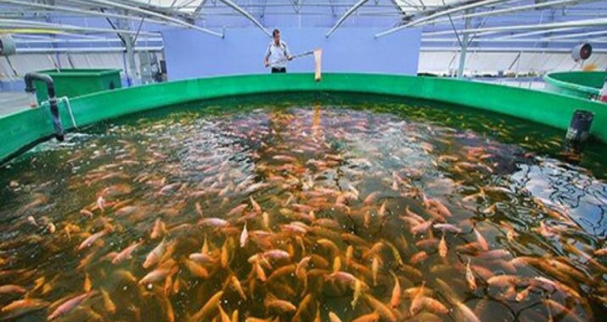 Balıqçılıq və Akvakultura Mərkəzinə dövlət büdcəsindən vəsait ayrılıb