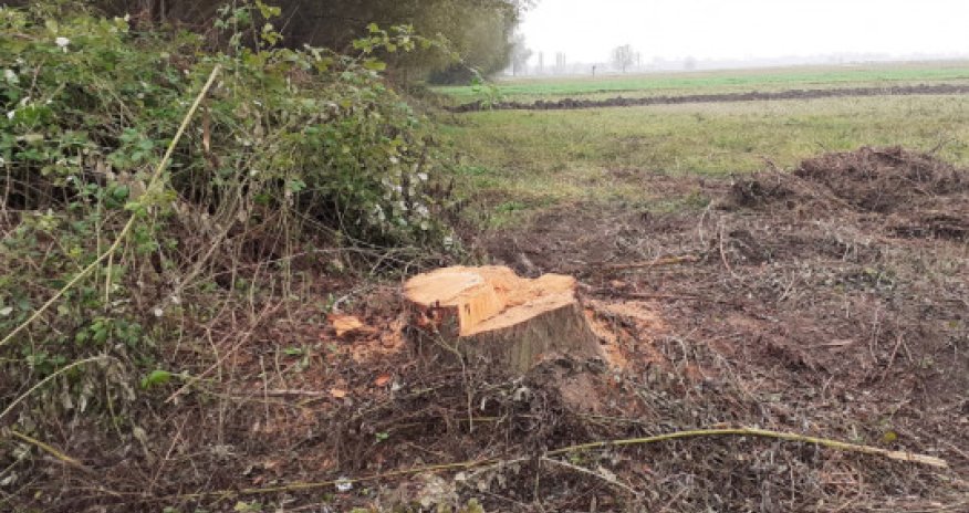 Zərdabda qanunsuz ağac kəsən şəxs saxlanılıb