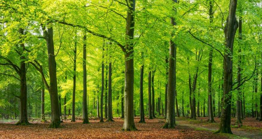 Forestry Service starts tree marking in sensitive forest areas