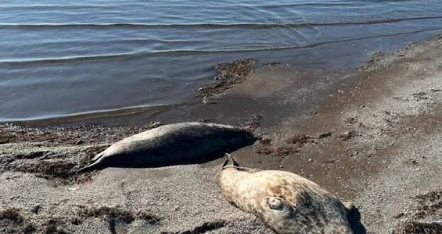 Xəzər dənizinin sahilində onlarla ölü suiti tapılıb