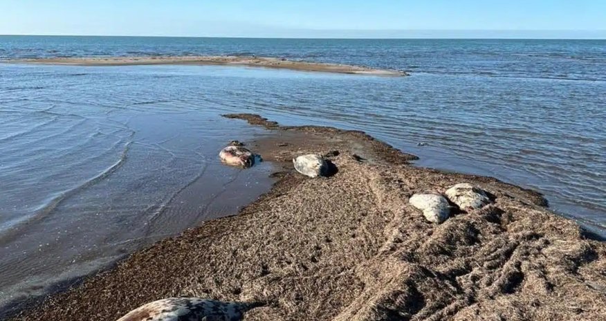 Мор каспийских тюленей продолжается