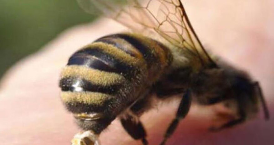 Şahbuzda 66 yaşlı kişi arı sancmasından ölüb