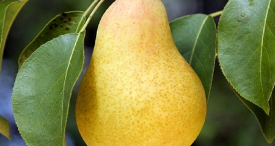 Азербайджан начал экспорт груш в четыре новые страны