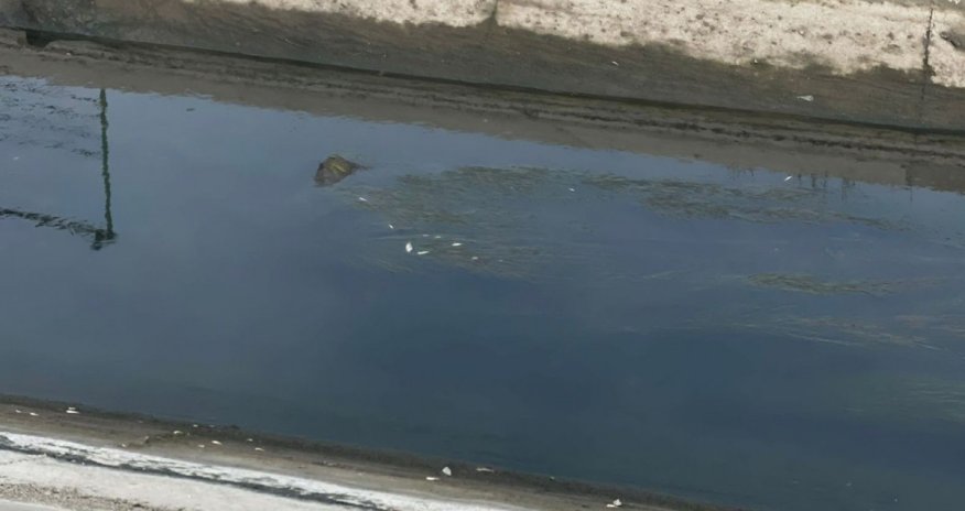 
Samur-Abşeron kanalında balıqların tələf olması ilə bağlı araşdırma aparılır