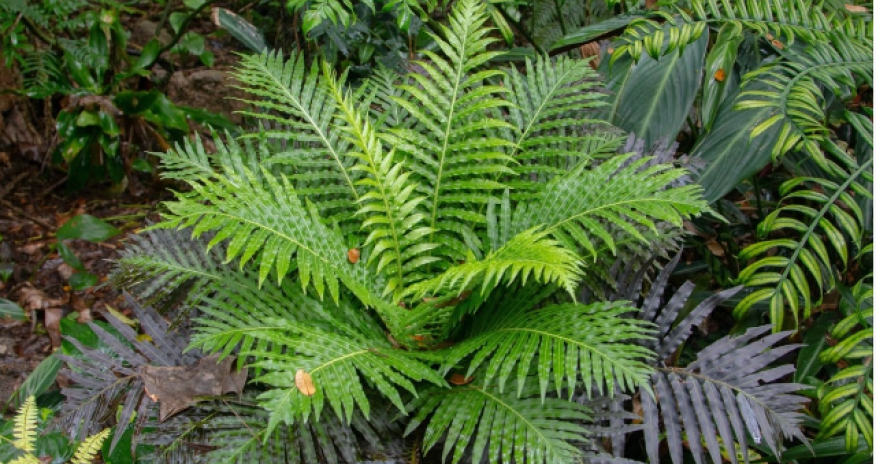 Chinese scientists discover rare earth metals in plants for the first time